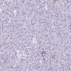 TGR5/GPBAR1 Antibody, Novus Biologicals:Antibodies:Primary Antibodies