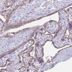 TGR5/GPBAR1 Antibody, Novus Biologicals:Antibodies:Primary Antibodies