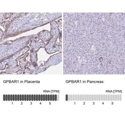 TGR5/GPBAR1 Antibody, Novus Biologicals:Antibodies:Primary Antibodies