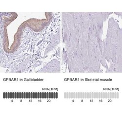 TGR5/GPBAR1 Antibody, Novus Biologicals:Antibodies:Primary Antibodies