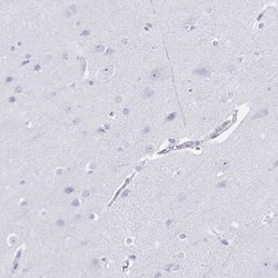 TGR5/GPBAR1 Antibody, Novus Biologicals:Antibodies:Primary Antibodies
