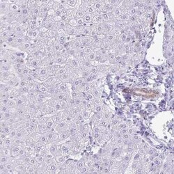 TGR5/GPBAR1 Antibody, Novus Biologicals:Antibodies:Primary Antibodies