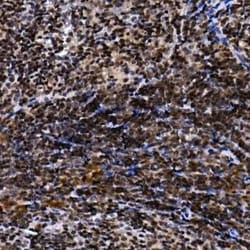 TH1L Rabbit anti-Human, Mouse, Rat, Polyclonal, Novus Biologicals 100 &mu;g;