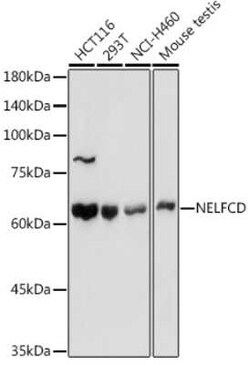 TH1L Rabbit anti-Human, Mouse, Rat, Polyclonal, Novus Biologicals 100 &mu;g;