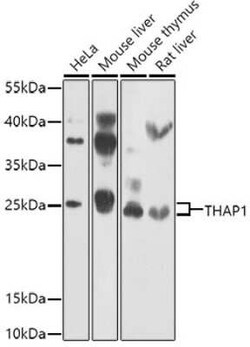 THAP1 Antibody - BSA Free, Novus Biologicals:Antibodies:Primary Antibodies