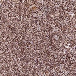 THAP11 Antibody, Novus Biologicals:Antibodies:Primary Antibodies