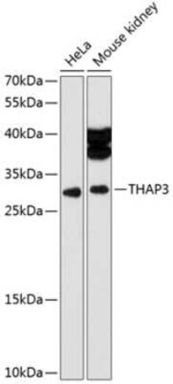 THAP3 Antibody - Azide and BSA Free, Novus Biologicals:Antibodies:Primary