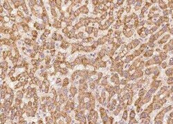 THAP6 Antibody, Novus Biologicals 50 &mu;g; Unconjugated:Antibodies, Polyclonal