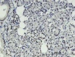 THRSP Antibody (2F8), Novus Biologicals 0.1 mg | Buy Online | Novus Biologicals | Fisher Scientific