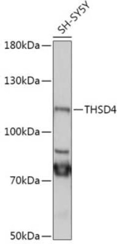 THSD4 Antibody - Azide and BSA Free, Novus Biologicals 0.02 mL; Unconjugated:Antibodies,