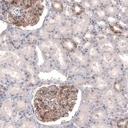 THSD7A Antibody (CL3779), Novus Biologicals:Antibodies:Primary Antibodies