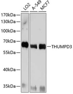 THUMPD3 Antibody - BSA Free, Novus Biologicals 0.02 mL, Unconjugated:Antibodies,