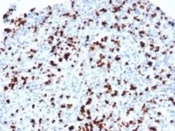 TIA1 Rabbit anti-Human, Clone: TIA1/1352R, Novus Biologicals 20 &mu;g;
