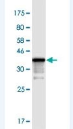 TIAF1 Antibody (3B9), Novus Biologicals 100 &mu;g | Buy Online | Novus Biologicals | Fisher Scientific