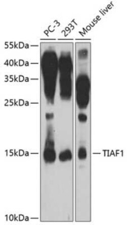 TIAF1 Antibody - BSA Free, Novus Biologicals 0.1 mL; Unconjugated:Antibodies,