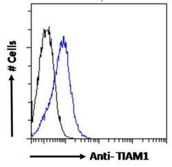 TIAM1 Antibody, Novus Biologicals 100 &mu;g; Unconjugated:Antibodies, Polyclonal