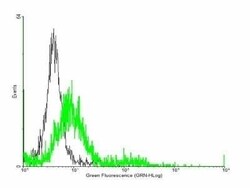 TIAM2 Antibody, Novus Biologicals 0.05 mg | Buy Online | Novus Biologicals | Fisher Scientific