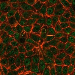 TIF1 alpha Antibody (PCRP-TRIM24-1B12) - Azide and BSA Free, Novus Biologicals