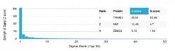 TIF1 alpha Mouse anti-Human, Clone: PCRP-TRIM24-1B12, Novus Biologicals