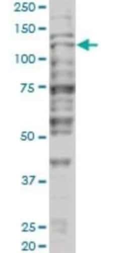 TIF1 alpha Antibody (2F2), Novus Biologicals 0.1 mg | Buy Online | Novus Biologicals | Fisher Scientific