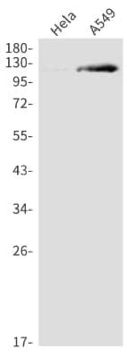 TIF1 alpha Antibody (S01-4B4), Novus Biologicals:Antibodies:Primary Antibodies