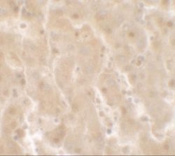 TIF1 gamma Antibody - BSA Free, Novus Biologicals 0.1 mg | Buy Online | Novus Biologicals | Fisher Scientific