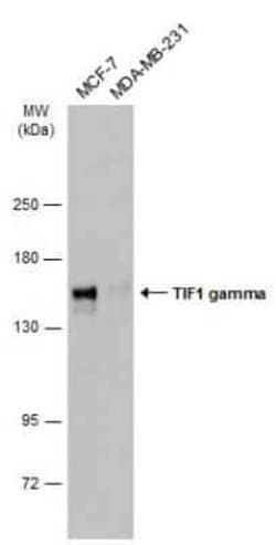 TIF1 gamma Antibody, Novus Biologicals 100 &mu;g | Buy Online | Novus Biologicals | Fisher Scientific