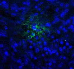 TIGIT Antibody (2B5) - VHH - Azide and BSA Free, Novus Biologicals 0.1 mg | Buy Online | Novus Biologicals | Fisher Scientific