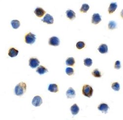 TIGIT Antibody (2C6) - VHH - Azide and BSA Free, Novus Biologicals 0.1 mg | Buy Online | Novus Biologicals | Fisher Scientific