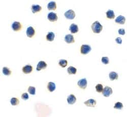 TIGIT Antibody (2D7) - VHH - Azide and BSA Free, Novus Biologicals 0.1