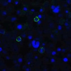 TIGIT Antibody (2D7) - VHH - Azide and BSA Free, Novus Biologicals 0.1