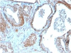TIGIT Antibody (TIGIT/3106) - Azide and BSA Free, Novus Biologicals 100