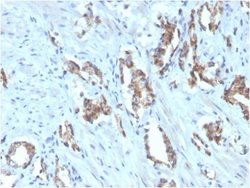 TIGIT Antibody (TIGIT/3106) - Azide and BSA Free, Novus Biologicals 100