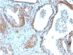 TIGIT Antibody (TIGIT/3106) - Azide and BSA Free, Novus Biologicals 100