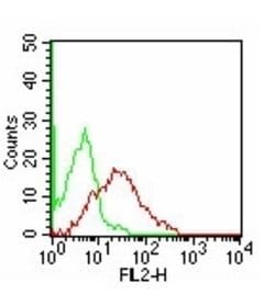 TIM-3 Antibody (F38-2E2) - Azide Free, Novus Biologicals:Antibodies:Primary