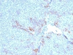 TIM-3 Antibody (TIM3/3113) - Azide and BSA Free, Novus Biologicals 100