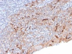 TIM-3 Antibody (TIM3/3113) - Azide and BSA Free, Novus Biologicals 100