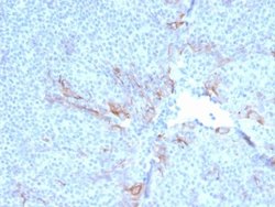TIM-3, Mouse anti-Human, Clone: TIM3/3113, Novus Biologicals 100 ug; Unconjugated:Antibodies,