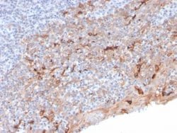 TIM-3, Mouse anti-Human, Clone: TIM3/3113, Novus Biologicals 100 ug; Unconjugated:Antibodies,