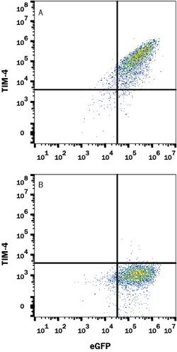 Mouse TIM-4 Antibody, R D Systems:Antibodies:Primary Antibodies