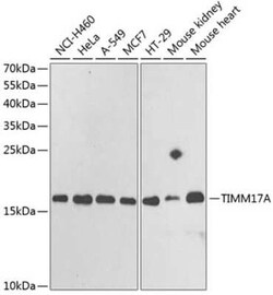 TIMM17A Antibody - BSA Free, Novus Biologicals 0.02 mL; Unconjugated:Antibodies,