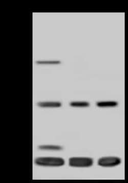 TIMM17A Antibody, Novus Biologicals 100 &mu;g, Unconjugated:Antibodies,