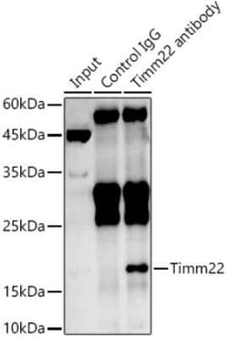 TIMM22 Antibody - Azide and BSA Free, Novus Biologicals 100 &mu;g | Buy Online | Novus Biologicals | Fisher Scientific