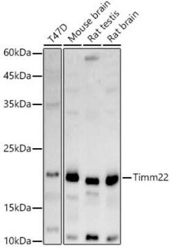 TIMM22 Antibody - Azide and BSA Free, Novus Biologicals 100 &mu;g | Buy Online | Novus Biologicals | Fisher Scientific