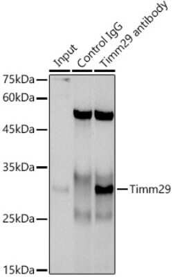 TIMM29 Antibody - Azide and BSA Free, Novus Biologicals 100 &mu;g; Unconjugated:Antibodies,