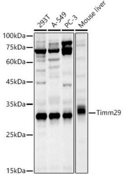 TIMM29 Antibody - Azide and BSA Free, Novus Biologicals 100 &mu;g; Unconjugated:Antibodies,