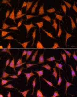 TIMM44 Antibody - Azide and BSA Free, Novus Biologicals 0.1 mL; Unconjugated:Antibodies,