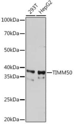 TIMM50 Rabbit anti-Human, Mouse, Rat, Clone: 0W6J4, Novus Biologicals 100 &mu;g | Buy Online | Novus Biologicals | Fisher Scientific