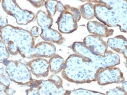 TIMP-2 Antibody (TIMP2/2044) - Azide and BSA Free, Novus Biologicals 100 &mu;g | Buy Online | Novus Biologicals | Fisher Scientific