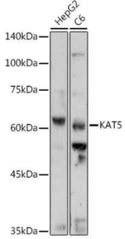 TIP60 Antibody - Azide and BSA Free, Novus Biologicals 0.02 mL, Unconjugated:Antibodies,